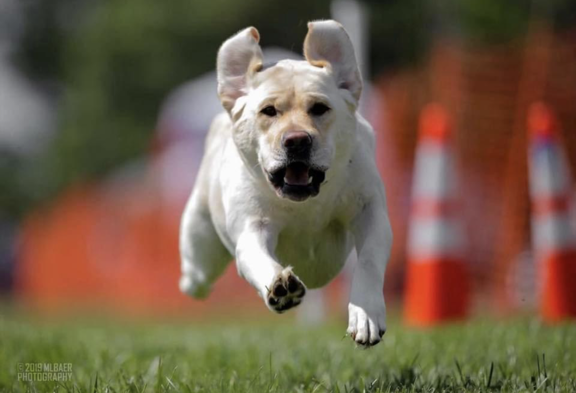 2022 Fast Cat Gallery