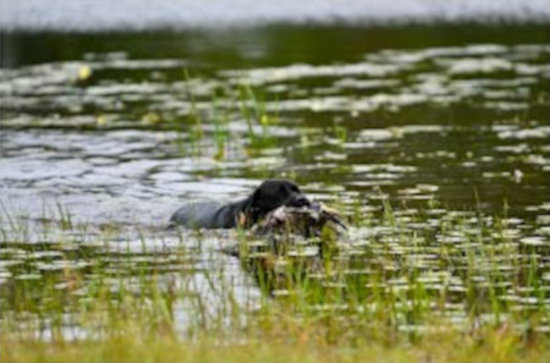 Event Logo for November 22nd Blue Springs Kennel Training Day