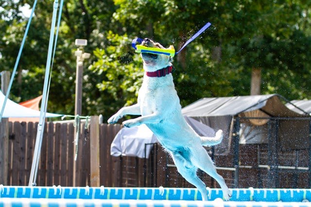 Event Logo for Dock Diving Picnic